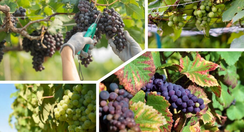 Змішую 2 продукти – і кидаю в ґрунт: виноград третій рік підряд дає дуже добрий врожай – чим підживити 