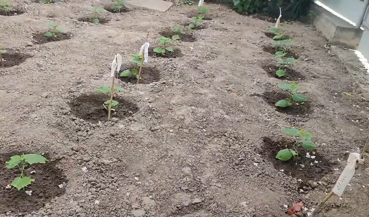 Після того як посадила це: восени не впізнала свій огород.