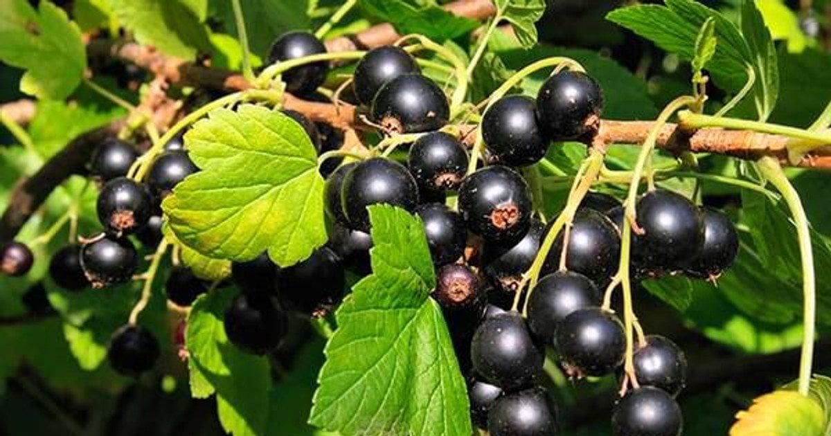 Як правильно доглядати за смородиною восени