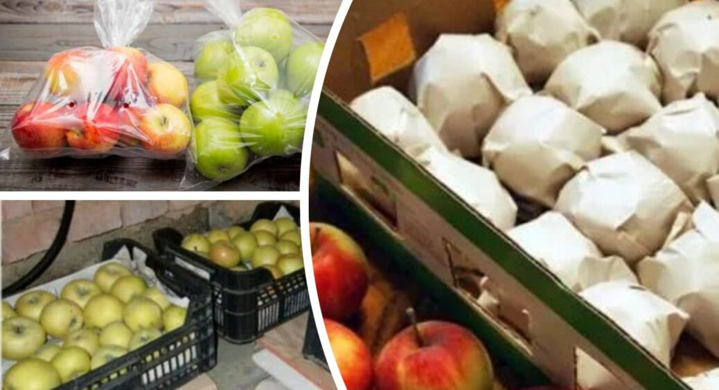 Яблука зберігаються по 8 місяців, не темніють і не гниють: несу не в льох і не в сарай, а в 1 хитре місце 