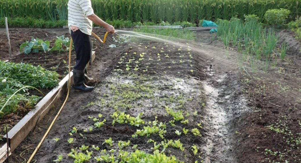 Всі нахвалюють, а я більше ніколи не використаю ці 2 добрива: зіпсували мені ґрунт і тепер ніяка врожайність 