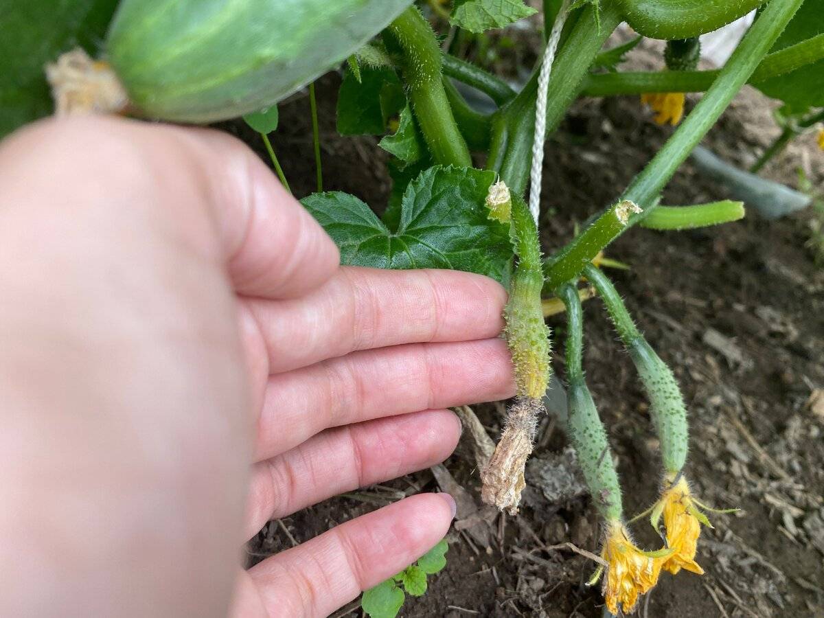 Городники розповіли, яке добриво у вересні допоможе покращити плодоношення огірків до морозів