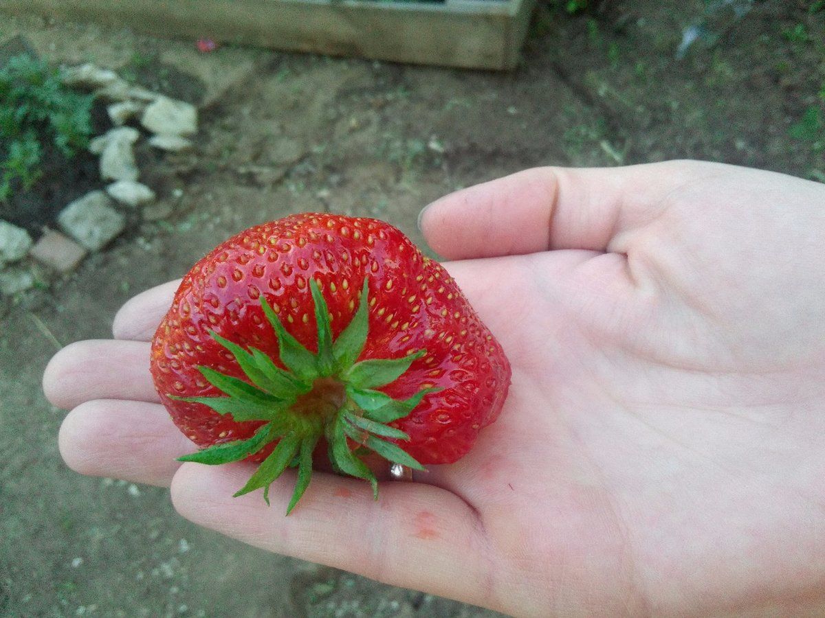 Садівники назвали найкраще добриво для підживлення полуниці у вересні для рясної врожайності