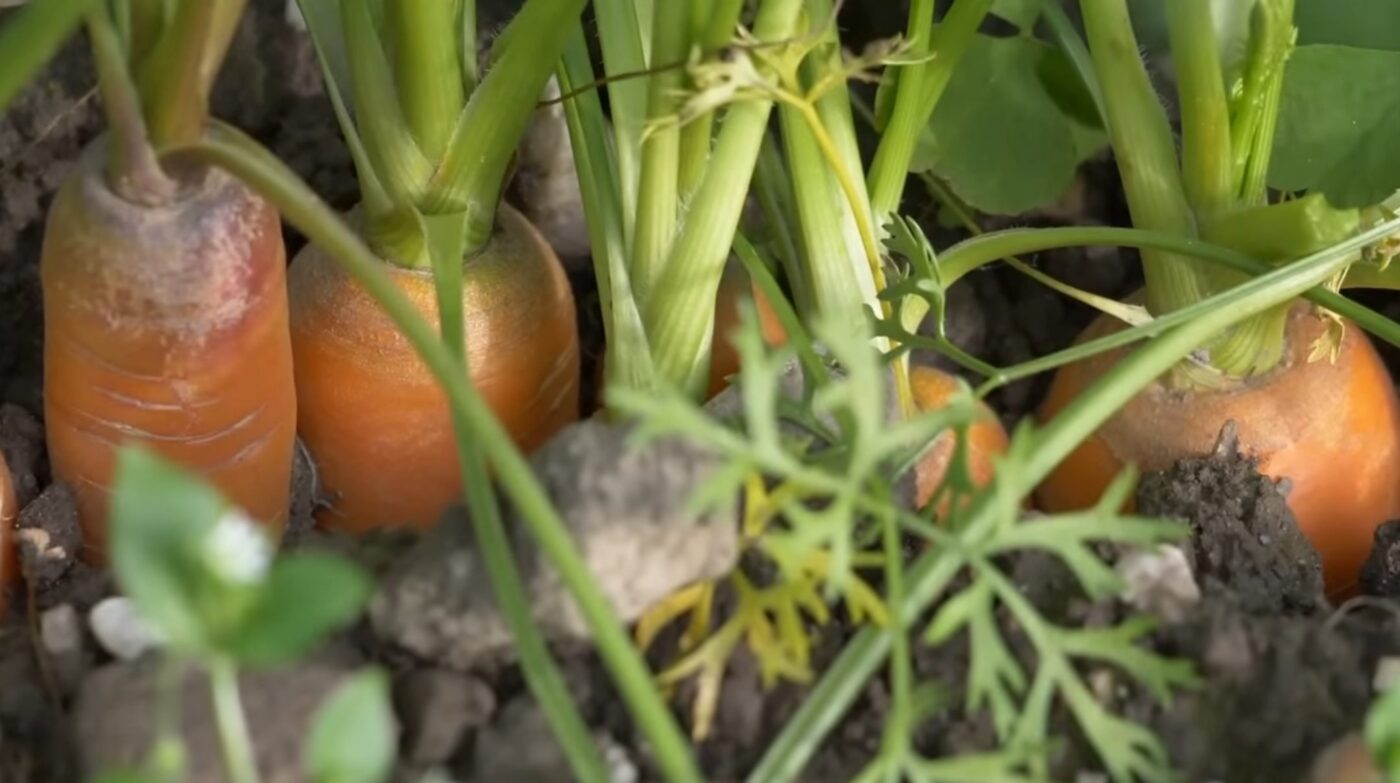 Як і чим підживити моркву цієї осені