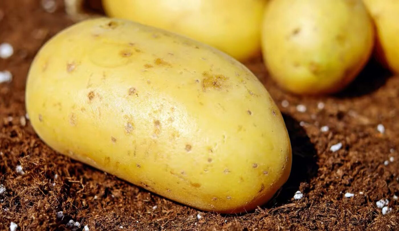 Як правильно зберігати картоплю на балконі