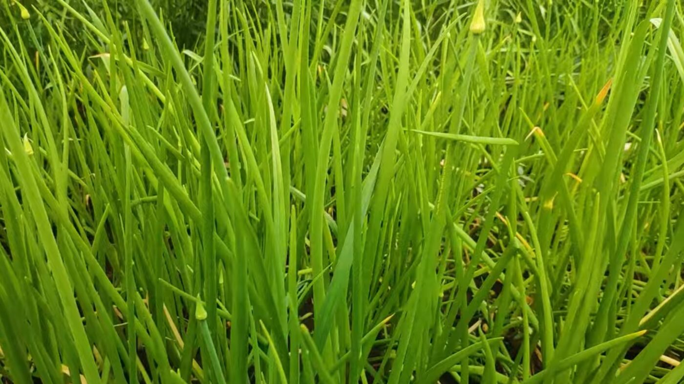 Як робити заготівлі зеленої цибулі, аби вона була свіжа 