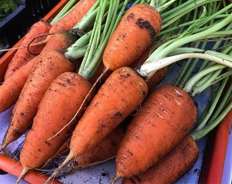 Коли найкраще садити моркву