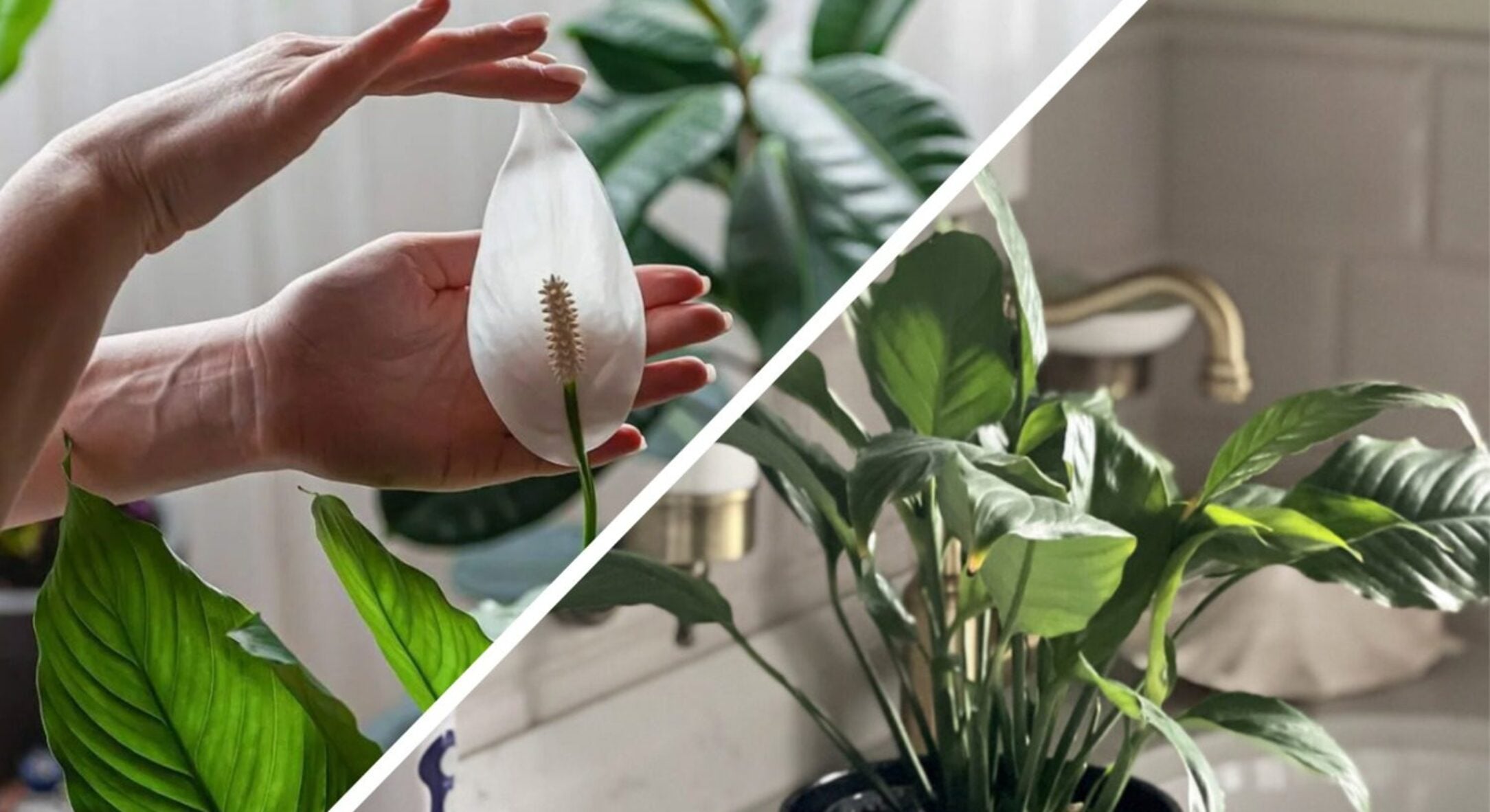 Спатифілум ще покаже іншим квітам, як треба цвісти: розказую, коли та як треба пересаджувати, щоб ріс роками 
