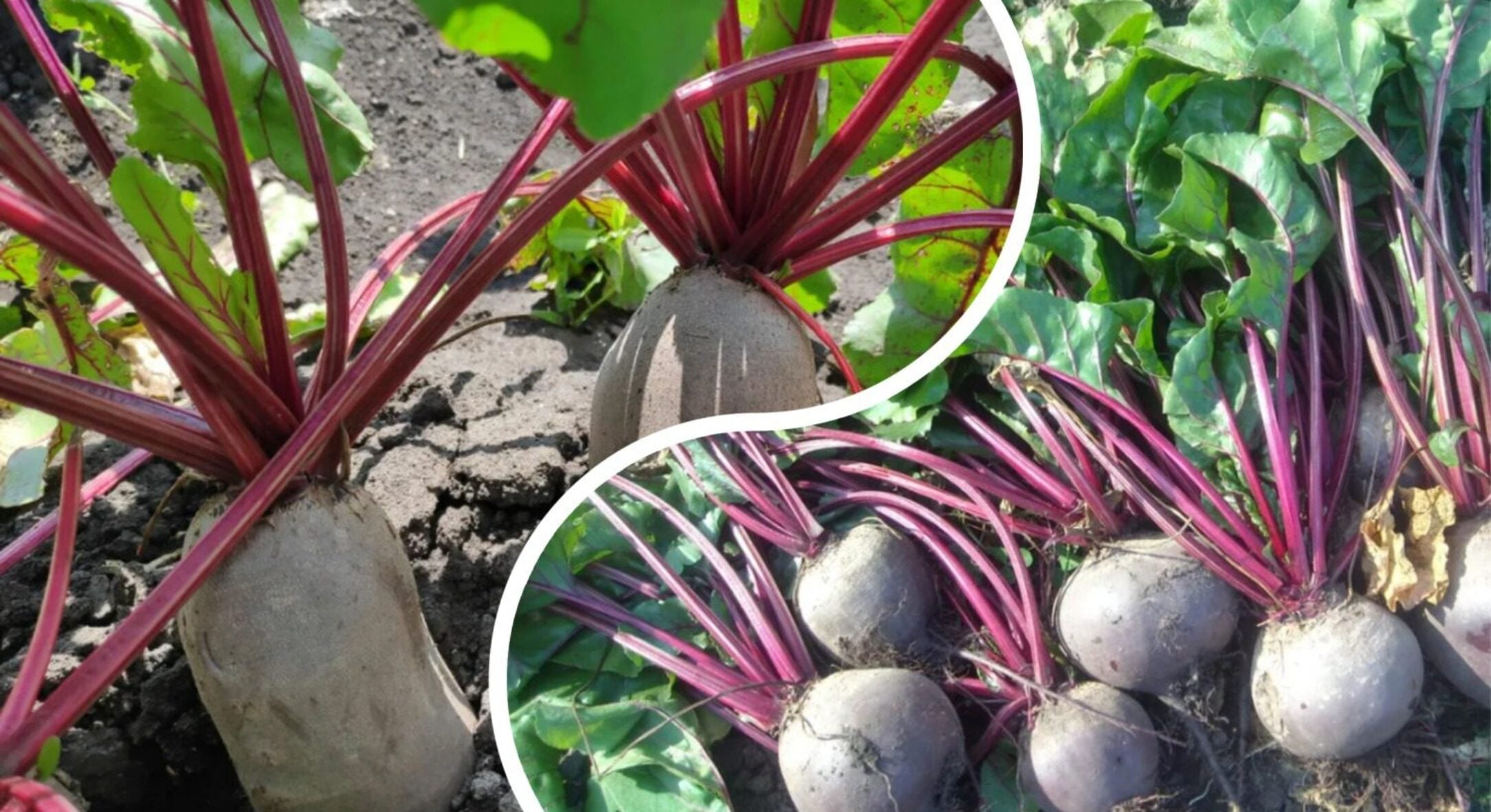 3 ідеальні сусіди для буряка: у селі батько завжди садив за цим правилом – урожай буде на заздрість усім 