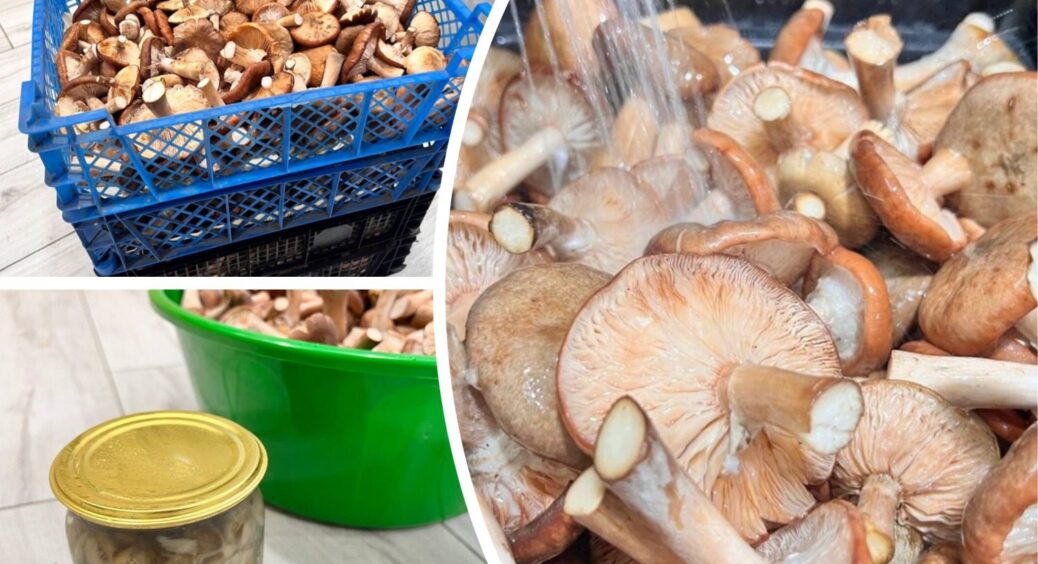 Гриби на зиму готую тільки так: 3 основні продукти. Банки можуть зберігатись по 6 місяців, але з’їдаємо за 2 
