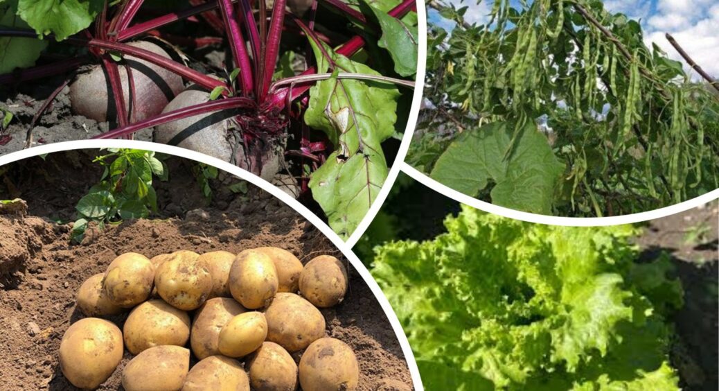 Після картоплі наступного року не можна садити ці 7 рослин: інакше – урожаю буде дві сльози 