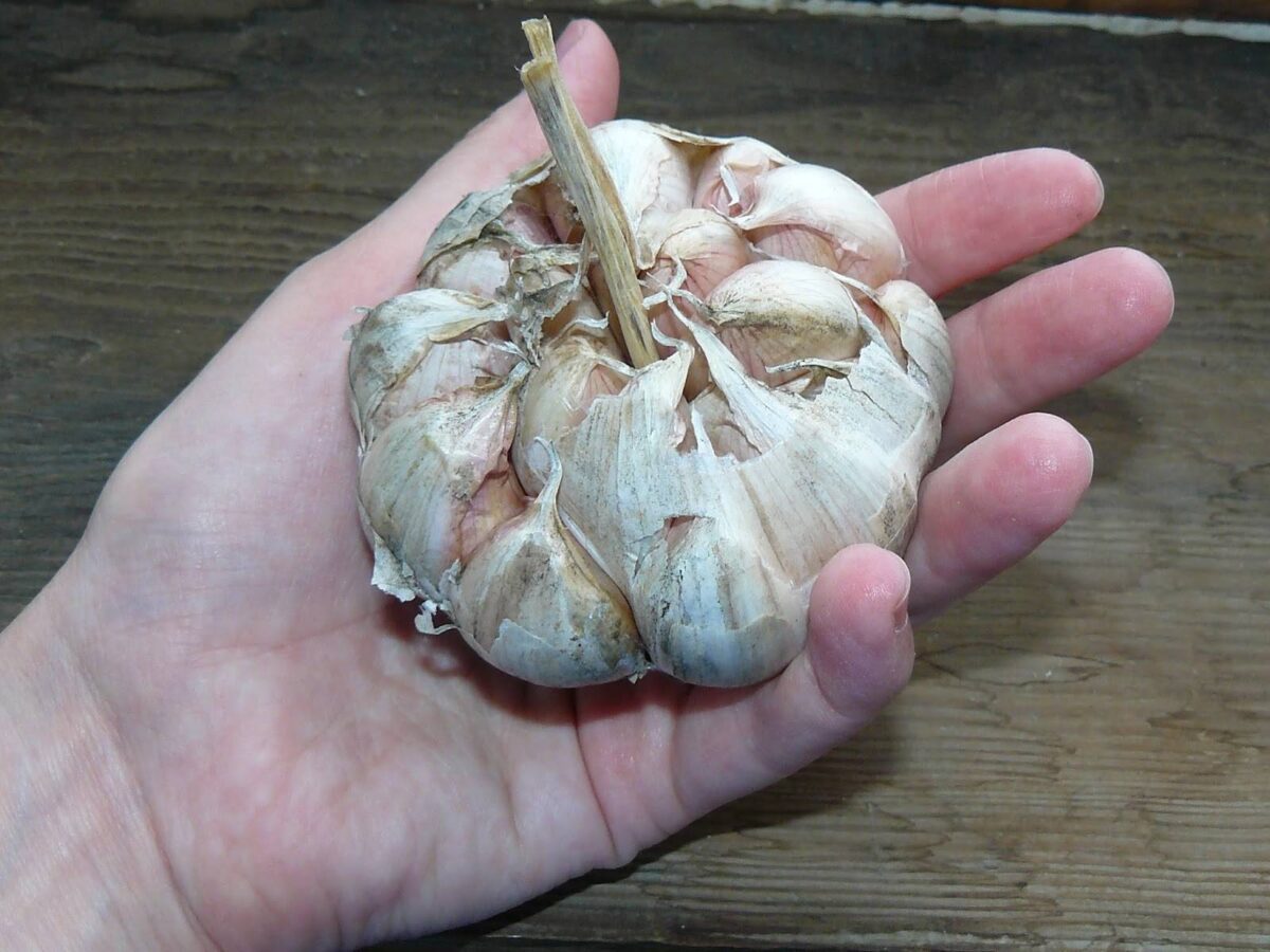 Експерти розповіли, яке добриво найкраще внести під часник для кращого та більшого врожаю