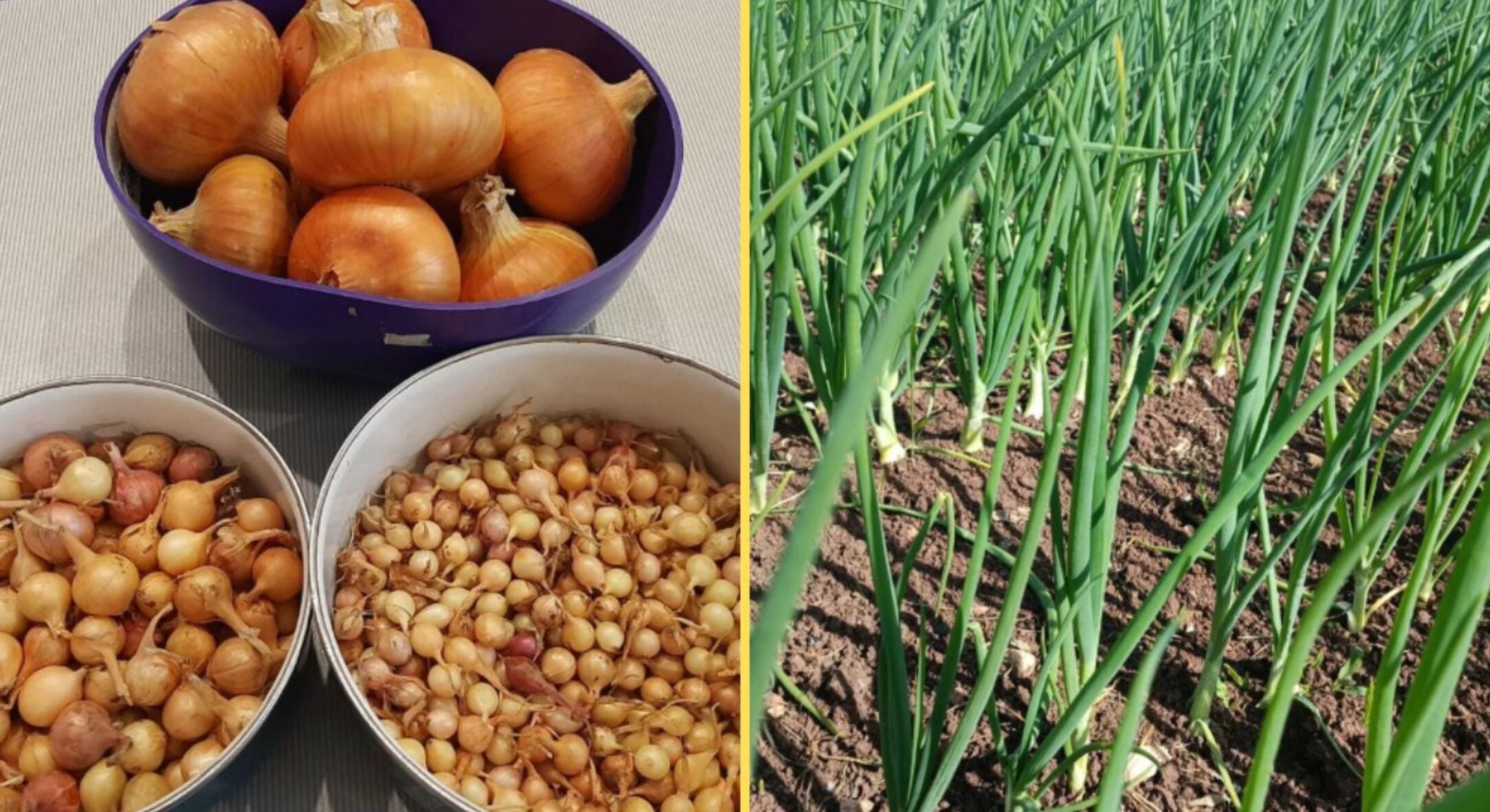 Дотримуюся ось такої глибини при посадці цибулі – про стрілки згадую тільки в страшному сні 