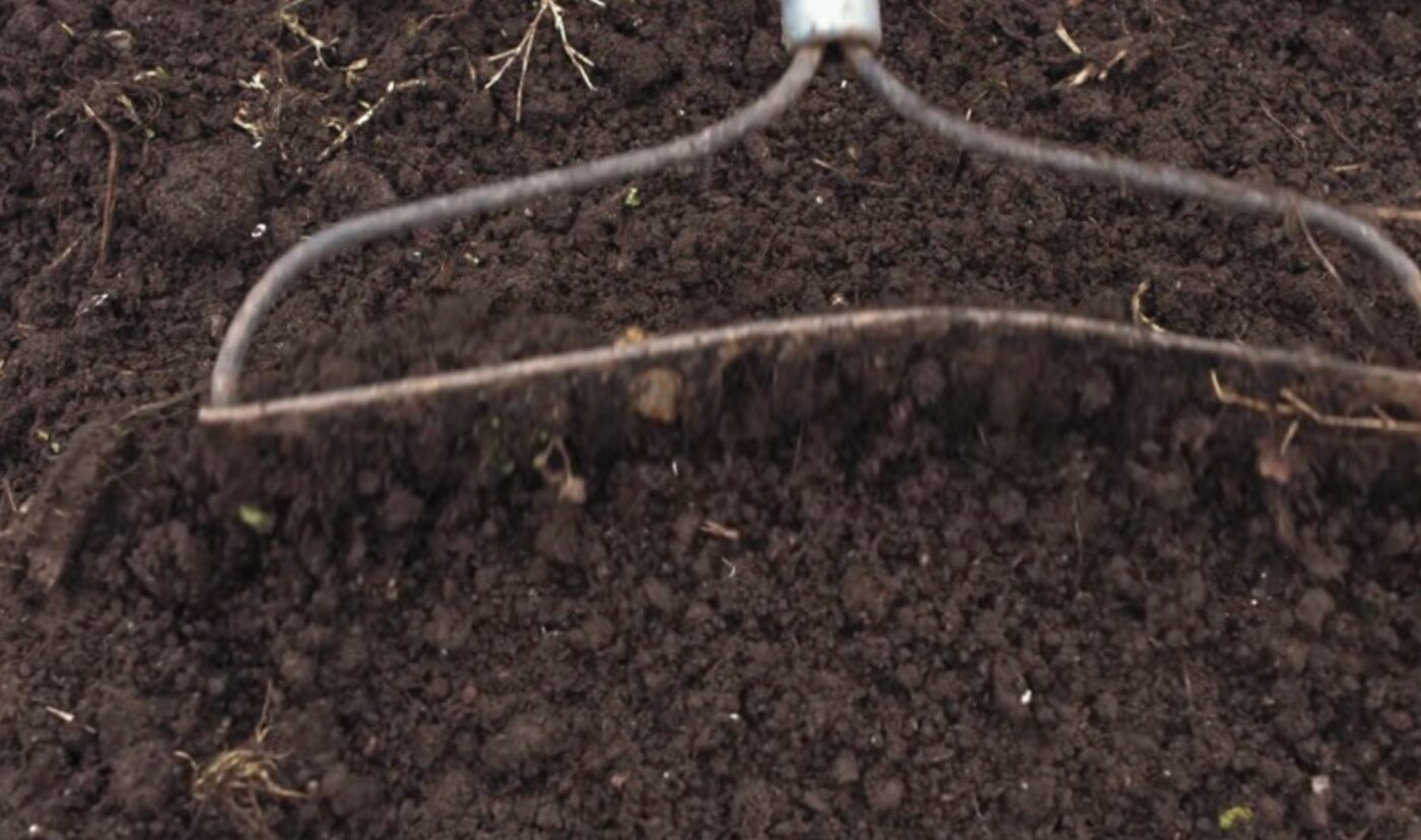 Як підготувати озиму цибулю до посадки