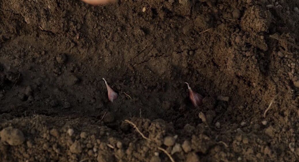 Якби ж я знала це раніше: ніколи не садіть озимі в цих 3 місцях – урожаю можна сказати “до побачення” 