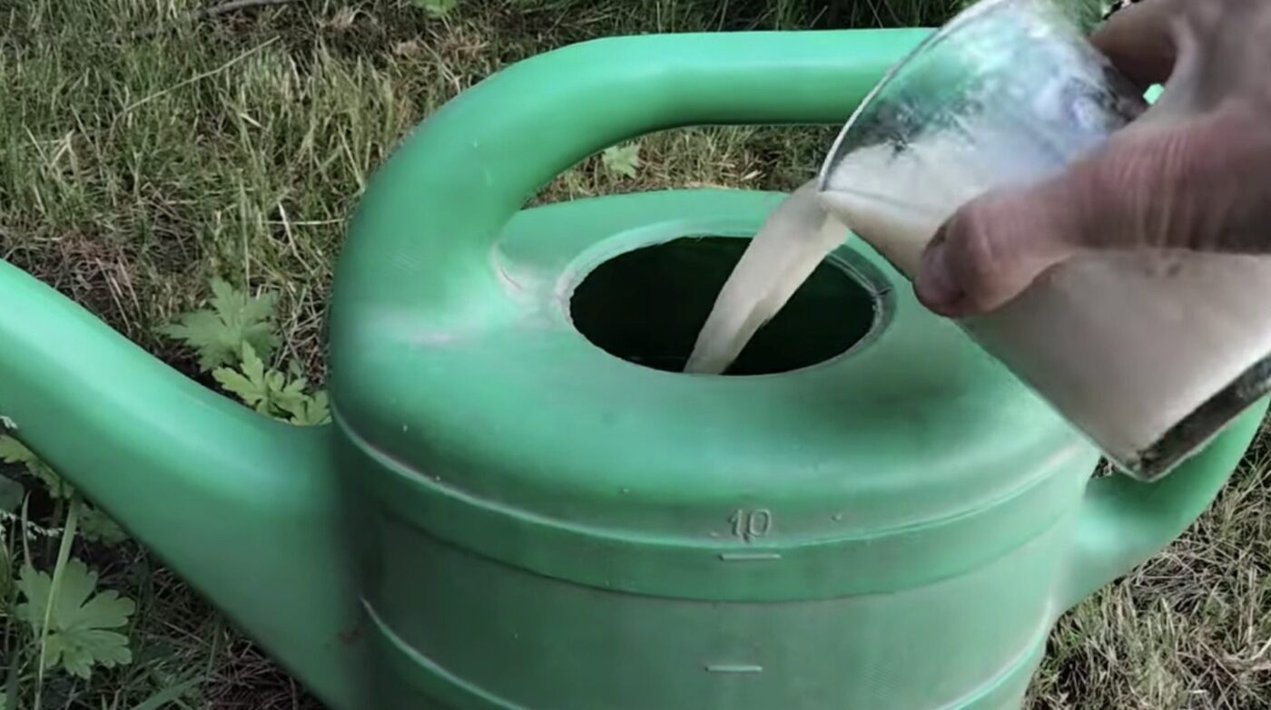 Як працюють дріжджі в якості добрива для овочів