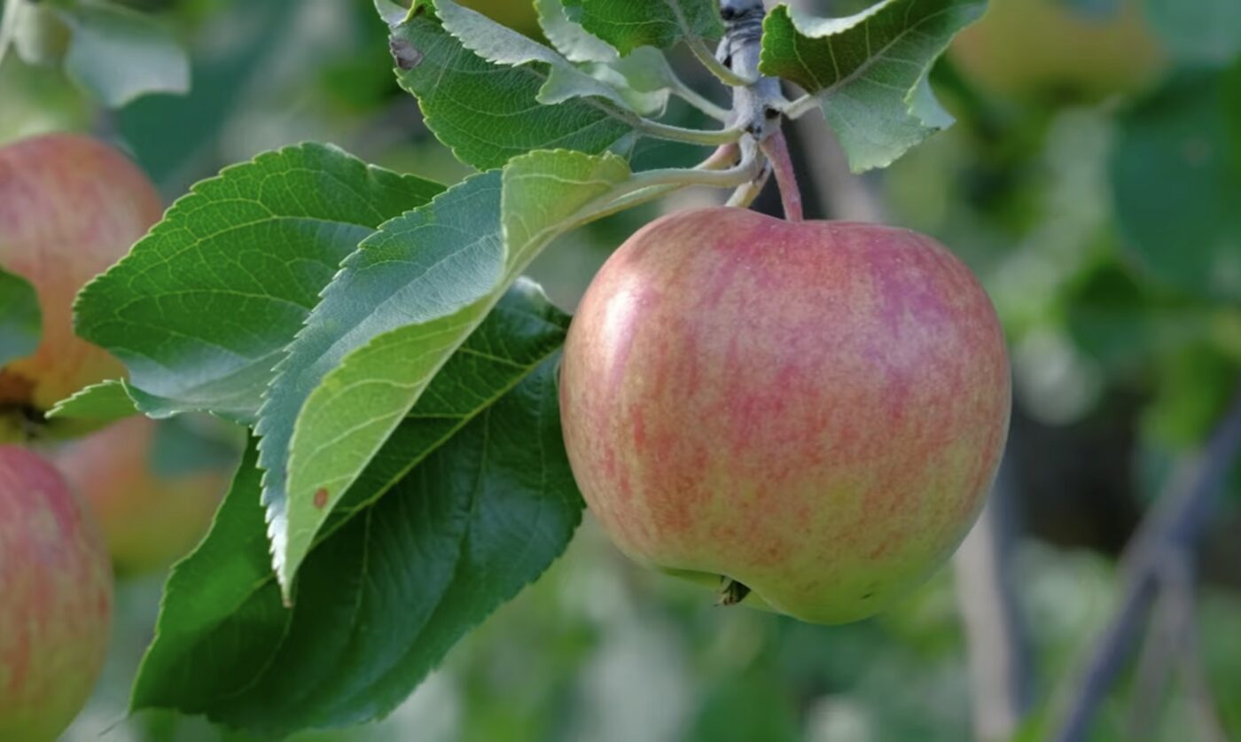 Найкраще добриво для яблуні восени