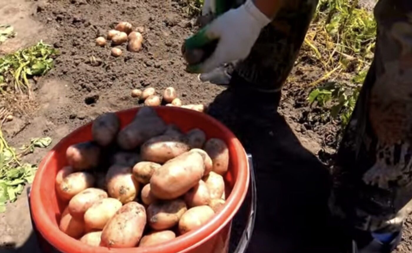 Які умови найкраще підходять для зберігання картоплі Які умови найкраще підходять для зберігання картоплі