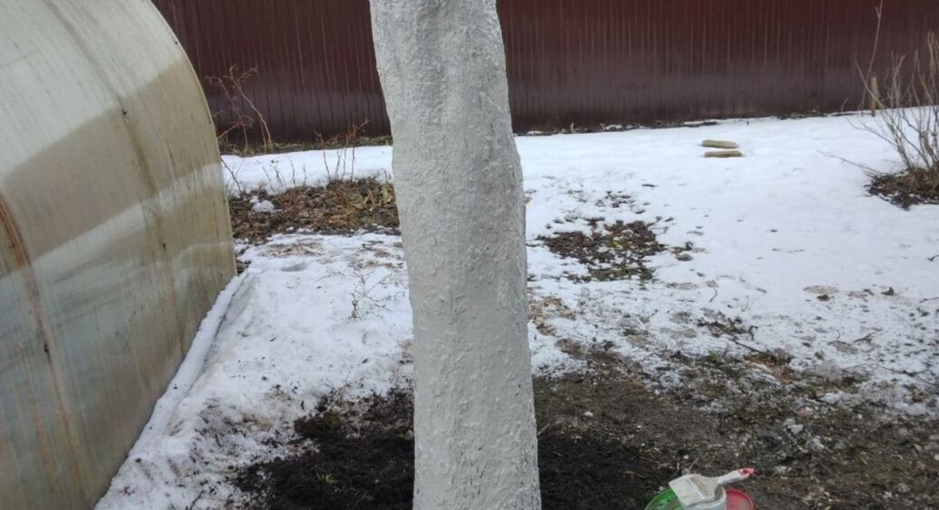 До 30 листопада обливаю стовбури всіх дерев цим розчином – і кора не тріскає й у -25: порадив дід із села 