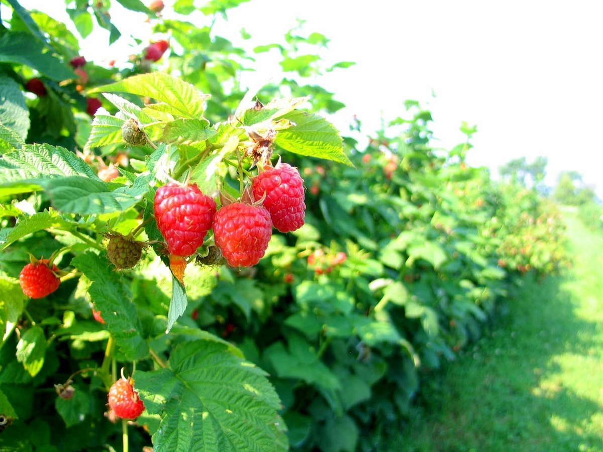 Експерти порадили ефективне добриво для малини в осінній період, аби покращити врожайність