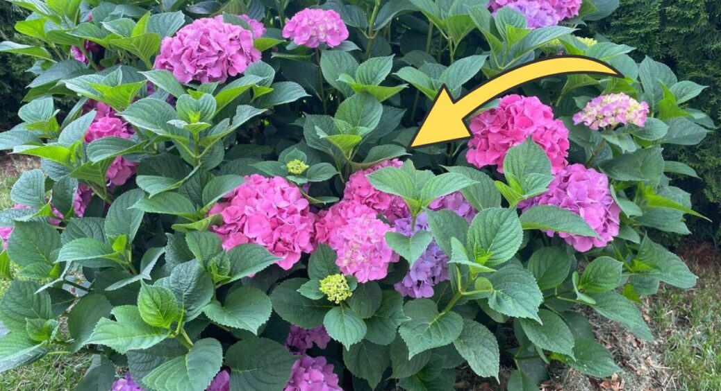 Після 7 ложок цієї підживки сусідка не повірила очам: гортензія розрослася так, що довелося ставити підпорки 