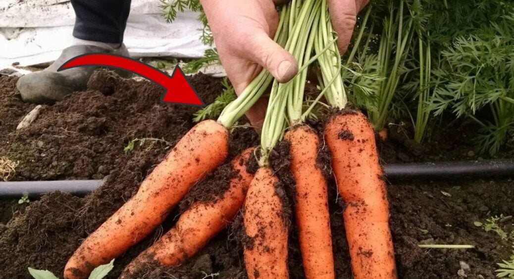 Чекаємо 0 градусів на термометрі і сіємо моркву: 2 найкращі способи – овочі виростуть солодкими й соковитими 