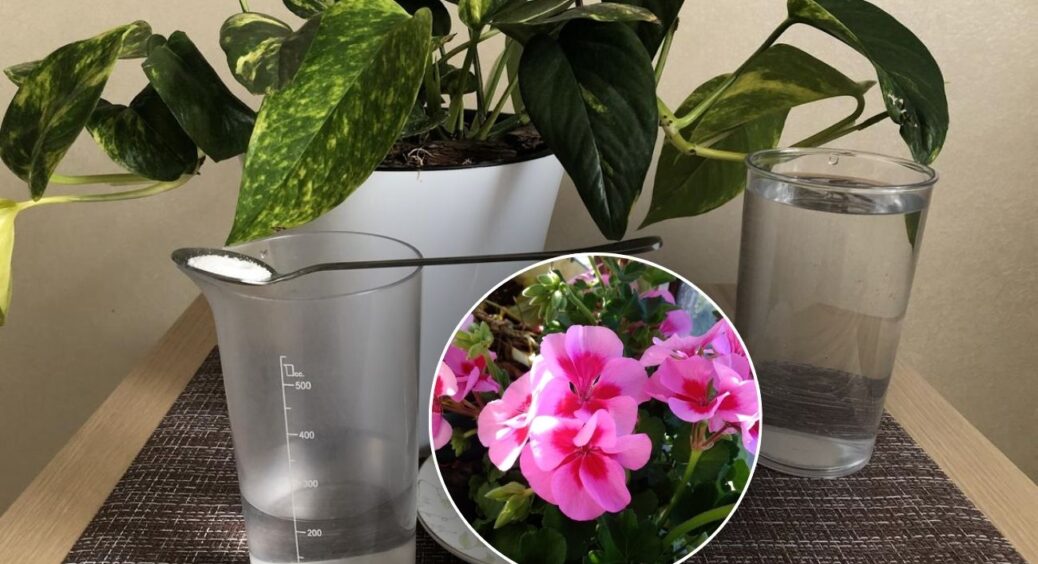 По 7 крупинок у горщик — і кімнатні квіти оживають за 10 днів: порада від кума-агронома з 20-річним стажем 