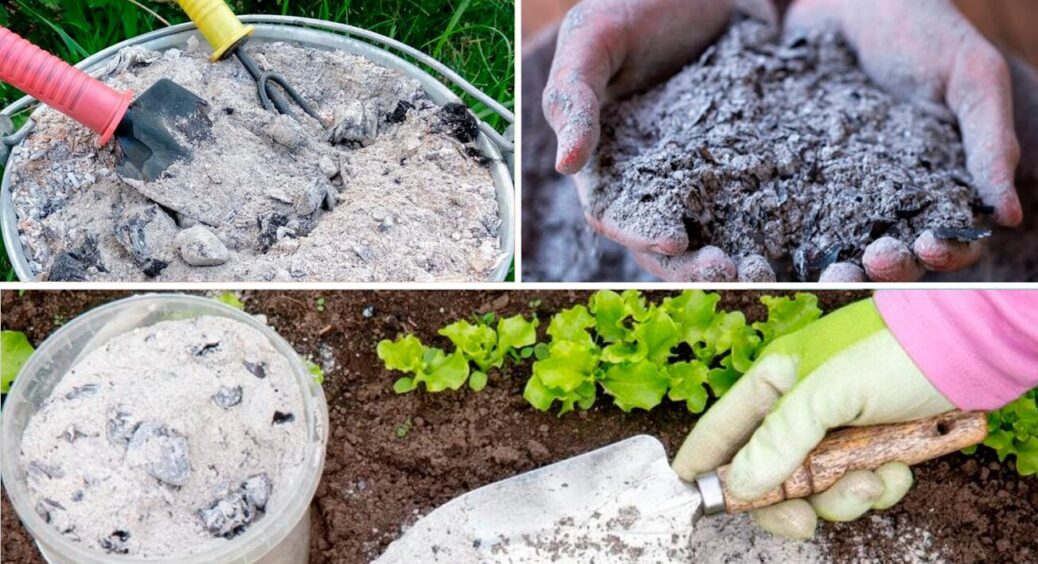 Зола – не всьому голова: 2 випадки, коли найпопулярніше добриво може стати отрутою для ваших овочів 