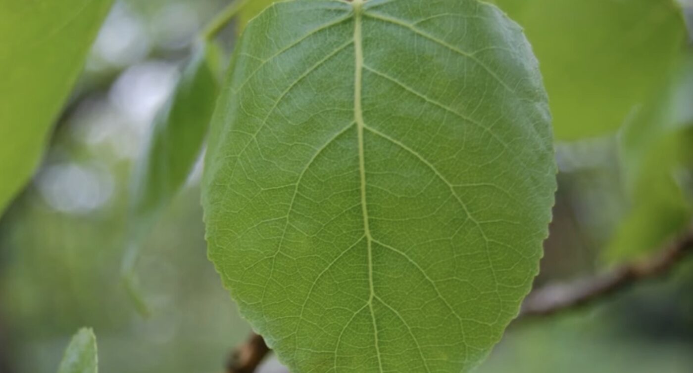 Як використати листя тополі на користь городу