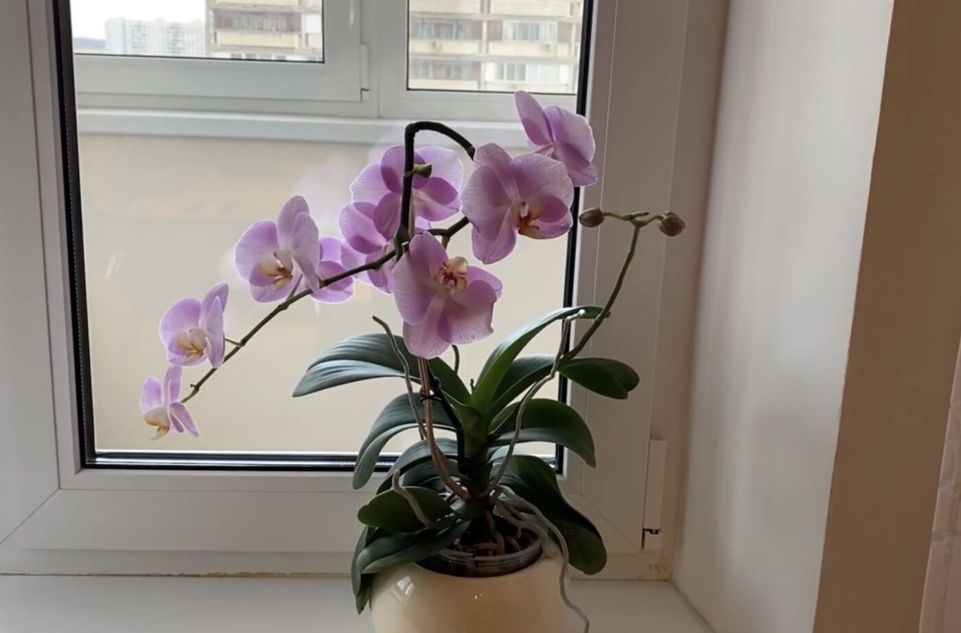 Де краще за все поставити орхідею в квартирі