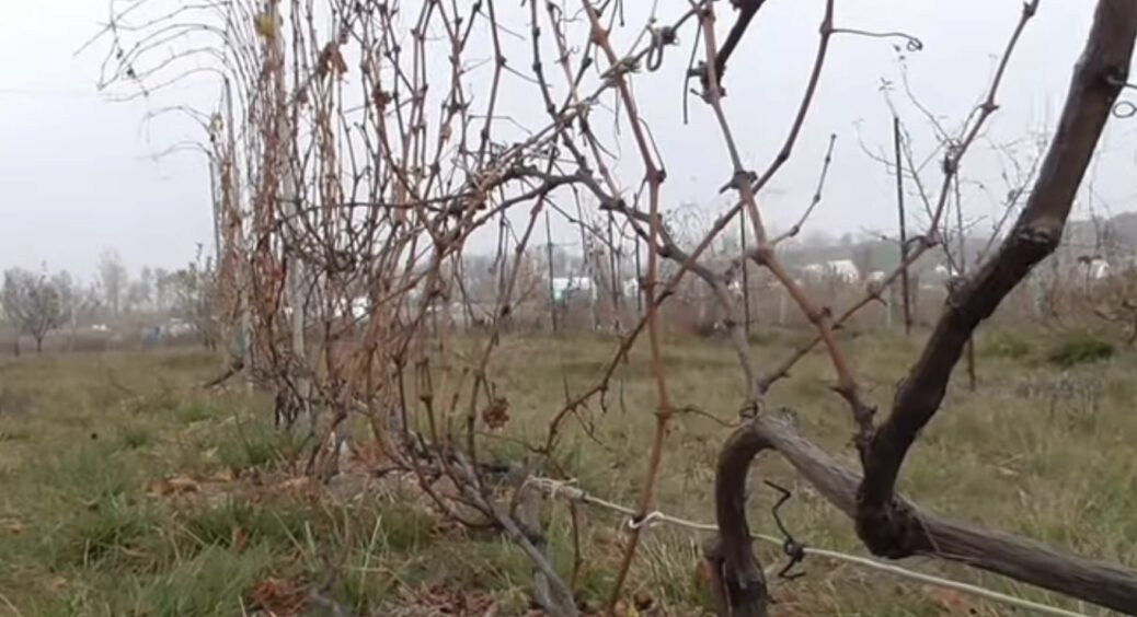 Якщо зараз укрити виноград з 1 “секретиком”, то влітку, вдень і вночі будете збирати урожай 