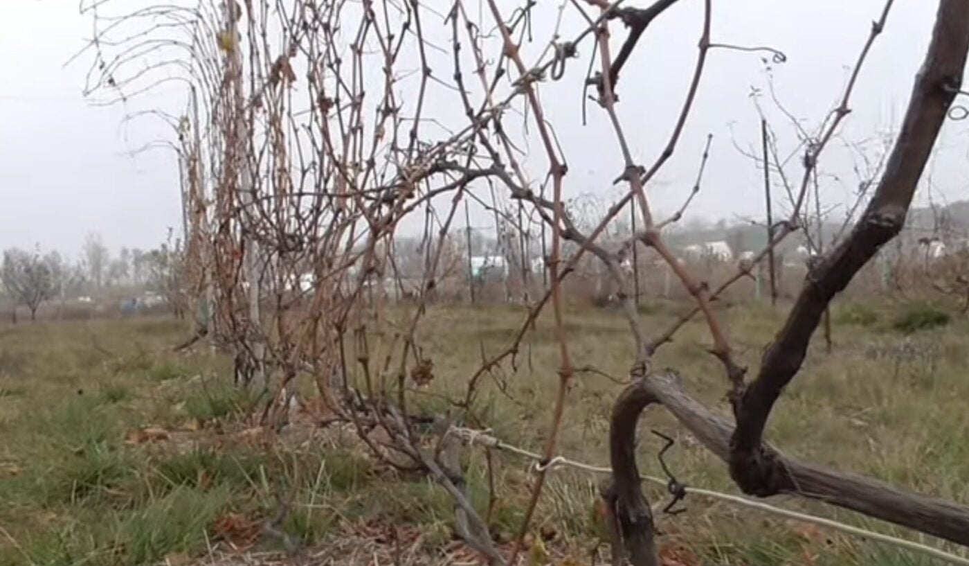 Які дерева треба взимку обрізати, аби краще плодили навесні