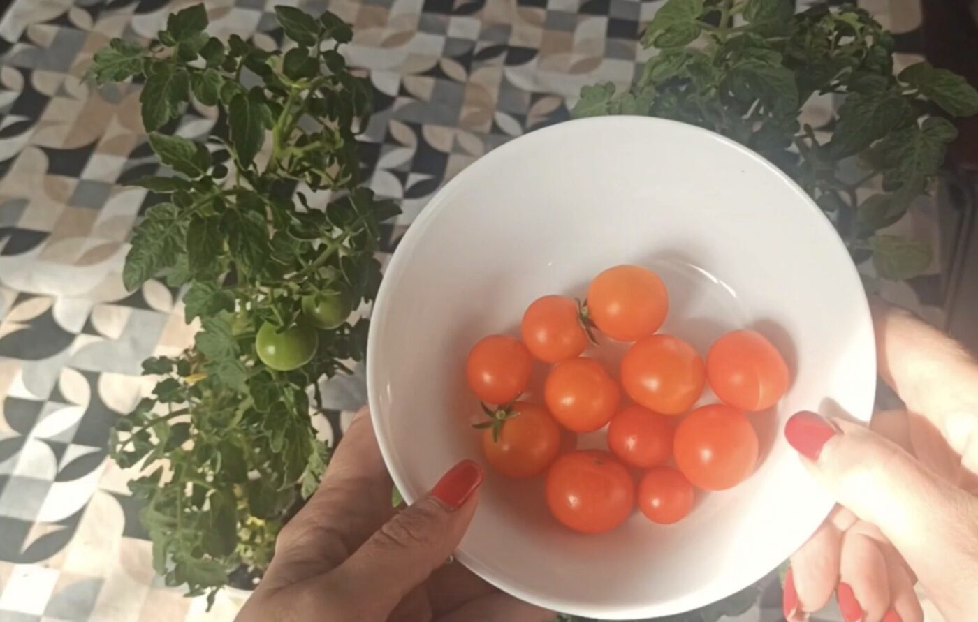 Вирощування помідорів на підвіконні