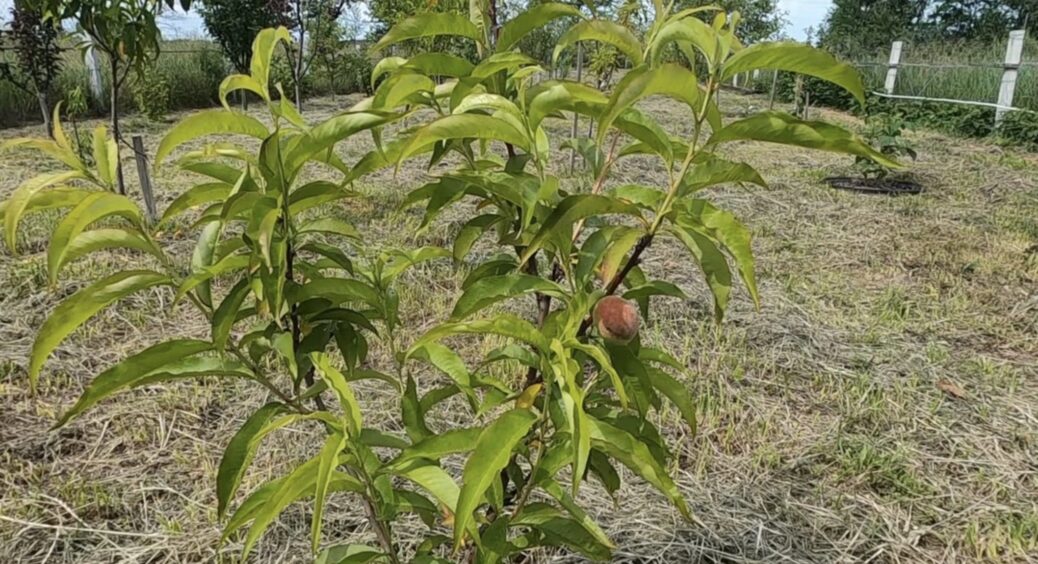 Сусід показав, як він удобрює яблуні восени: 1 літр розчину рятує від підмерзання й розтріскування кори 