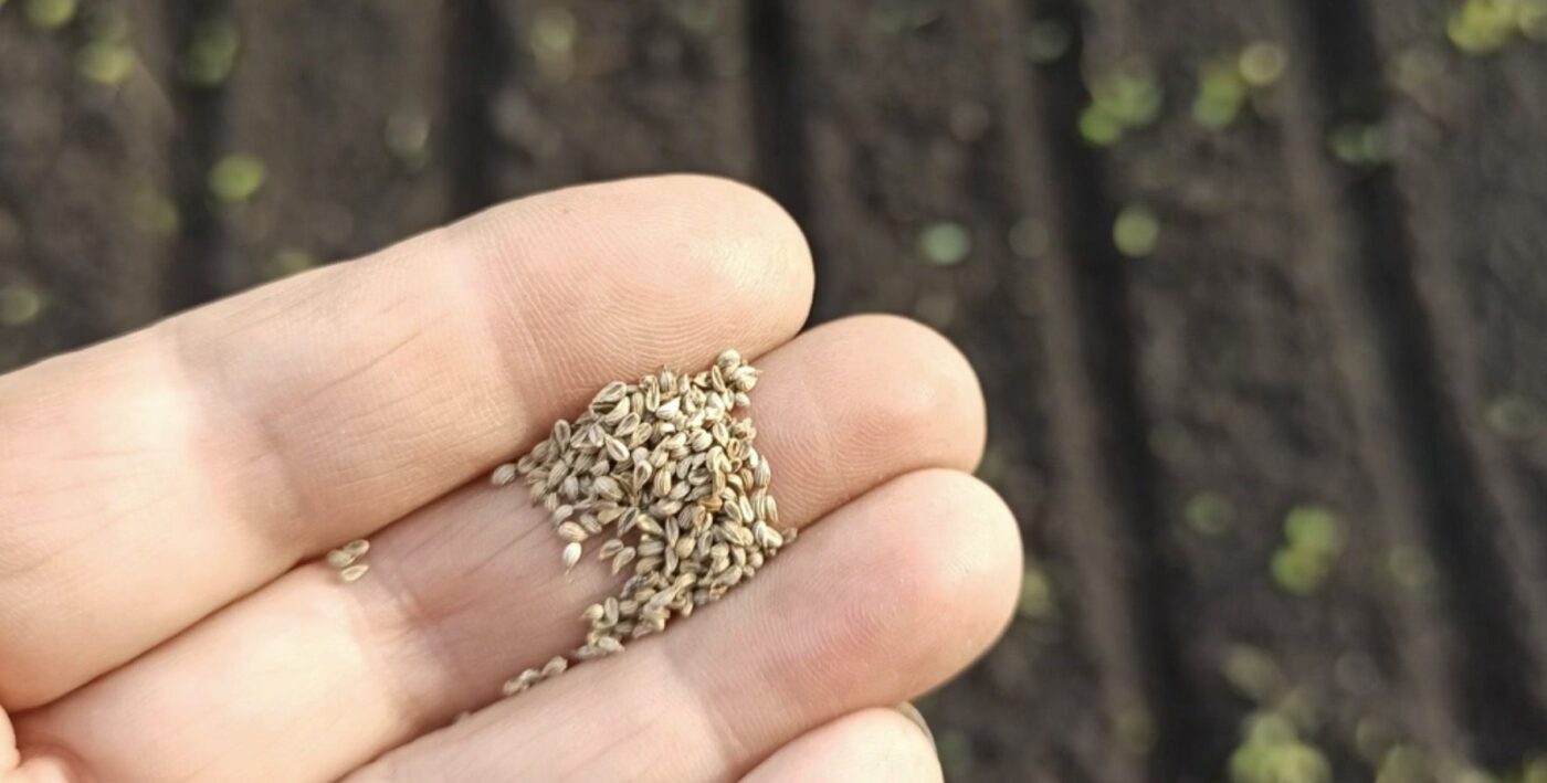 Як посадити петрушку на зиму й отримувати урожай в холод Як посадити петрушку на зиму й отримувати урожай в холод