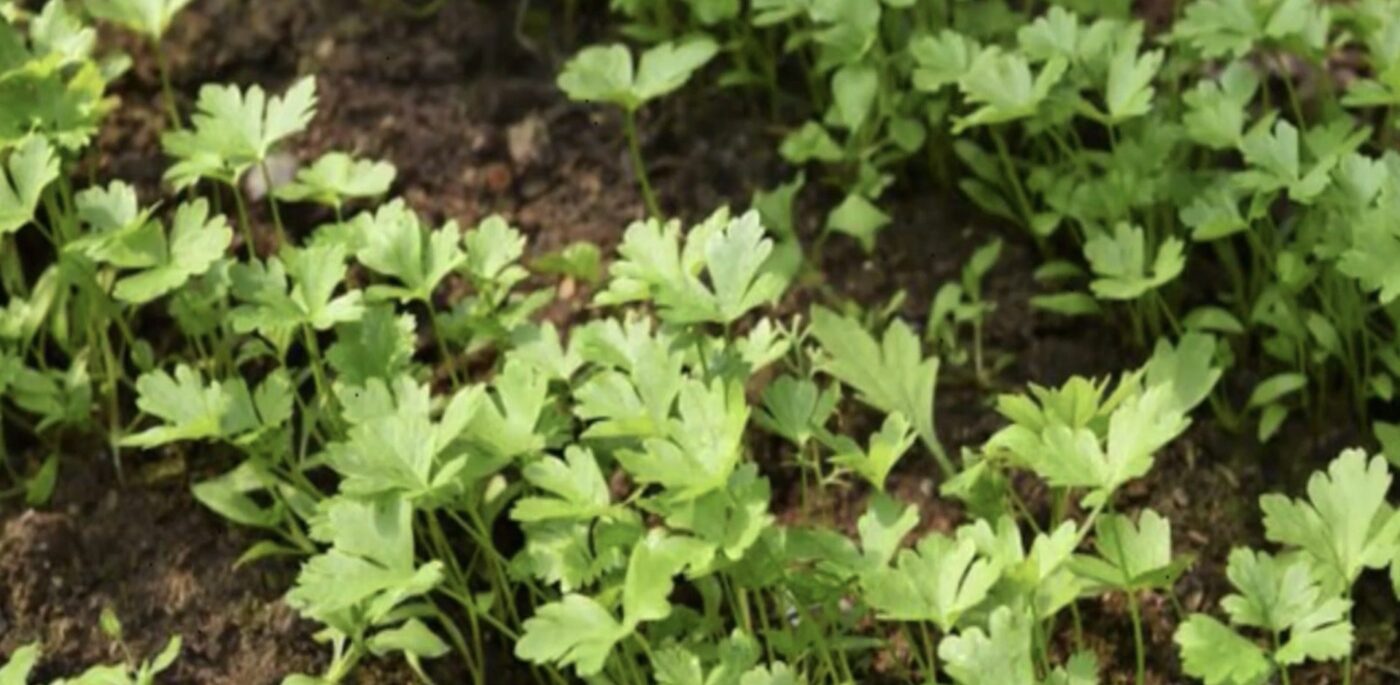 Як посадити петрушку на зиму й отримувати урожай в холод Як посадити петрушку на зиму й отримувати урожай в холод