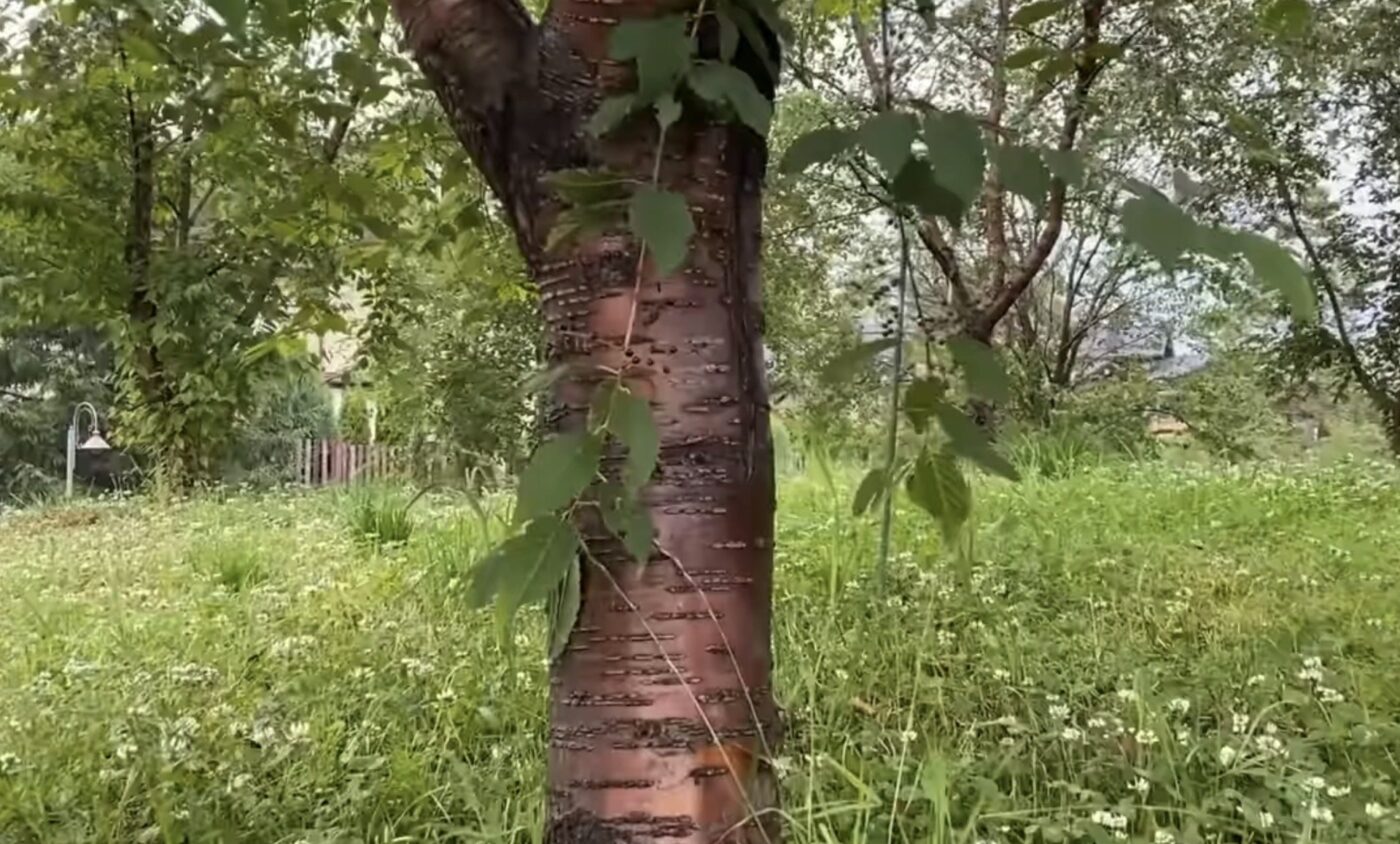 Як швидко й надовго очисти сад від бурʼянів