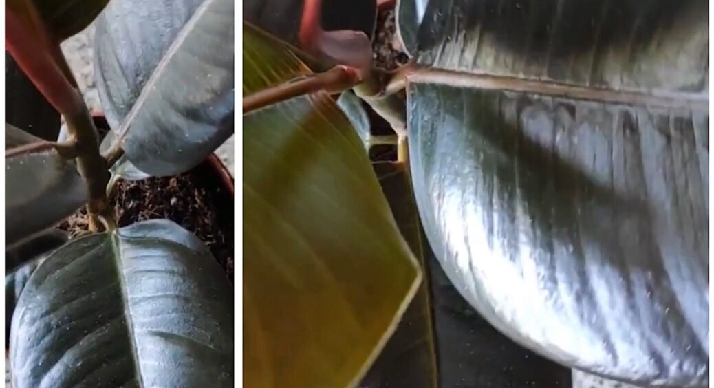 Пересадила фікус у горщик всього на 4 см ширший – за місяць листя стало густішим, ніж за всі попередні роки 