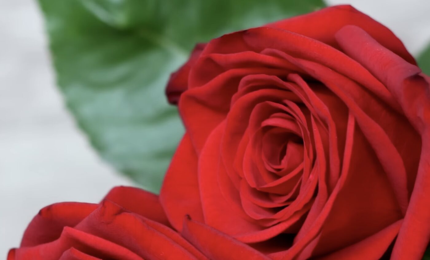 Як довго зберігати троянди в теплій оселі