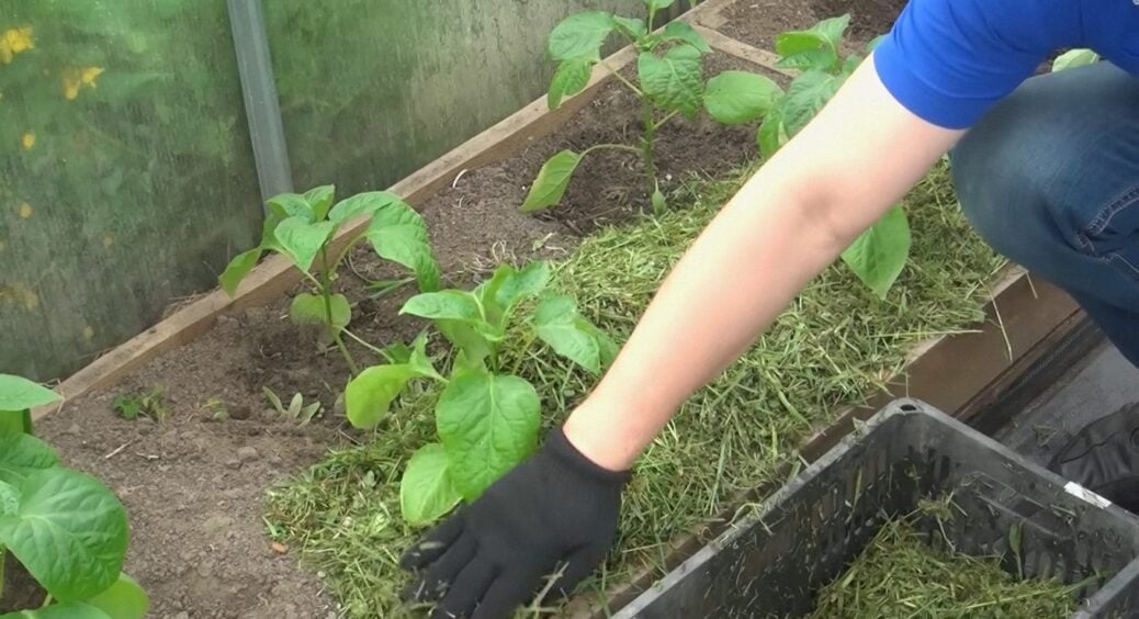 Всього 2 інгредієнти – і бур’яни з моїх грядок “йдуть у відпустку”: секрет мульчі, яка стримує поросль 