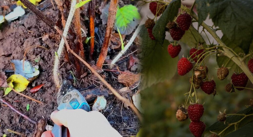 Малини на кущах росте стільки, що навіть не встигаю збирати: 1 осіння дія для величезної родючості у 2026 