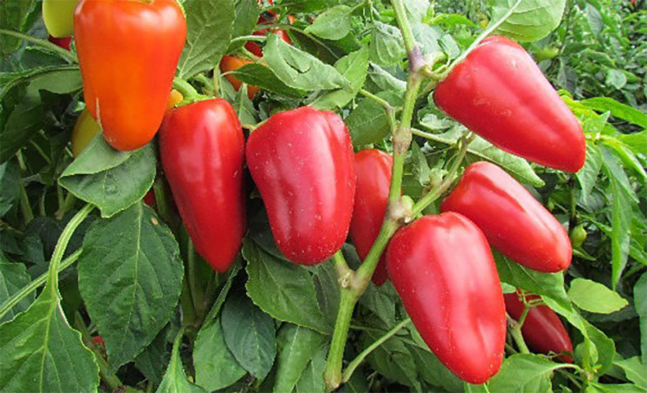 2 сорти перцю, що дають великі та смачні плоди