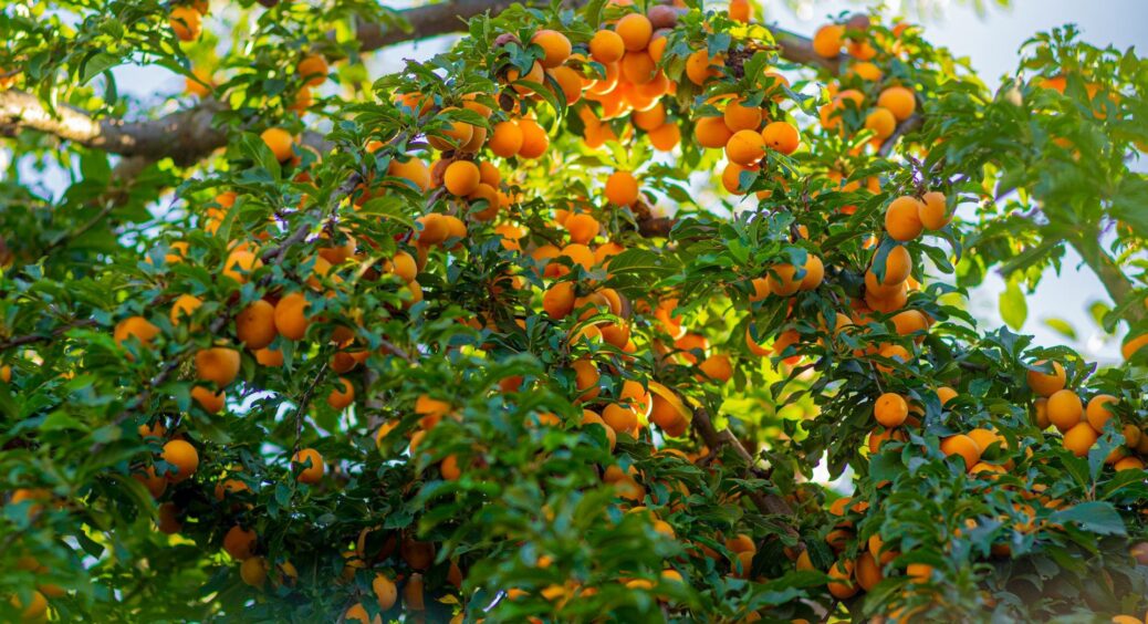 Лише 3 склянки на 10 л води: проста підживка для абрикосів наприкінці року, щоб у 2026 врожай був рекордним 