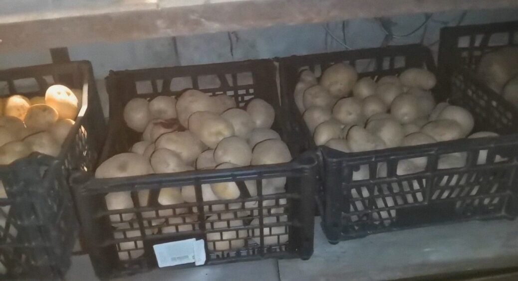 Минулого року мій врожай згнив через невдале “сусідство”: 5 овочів, які не варто класти поруч з картоплею 