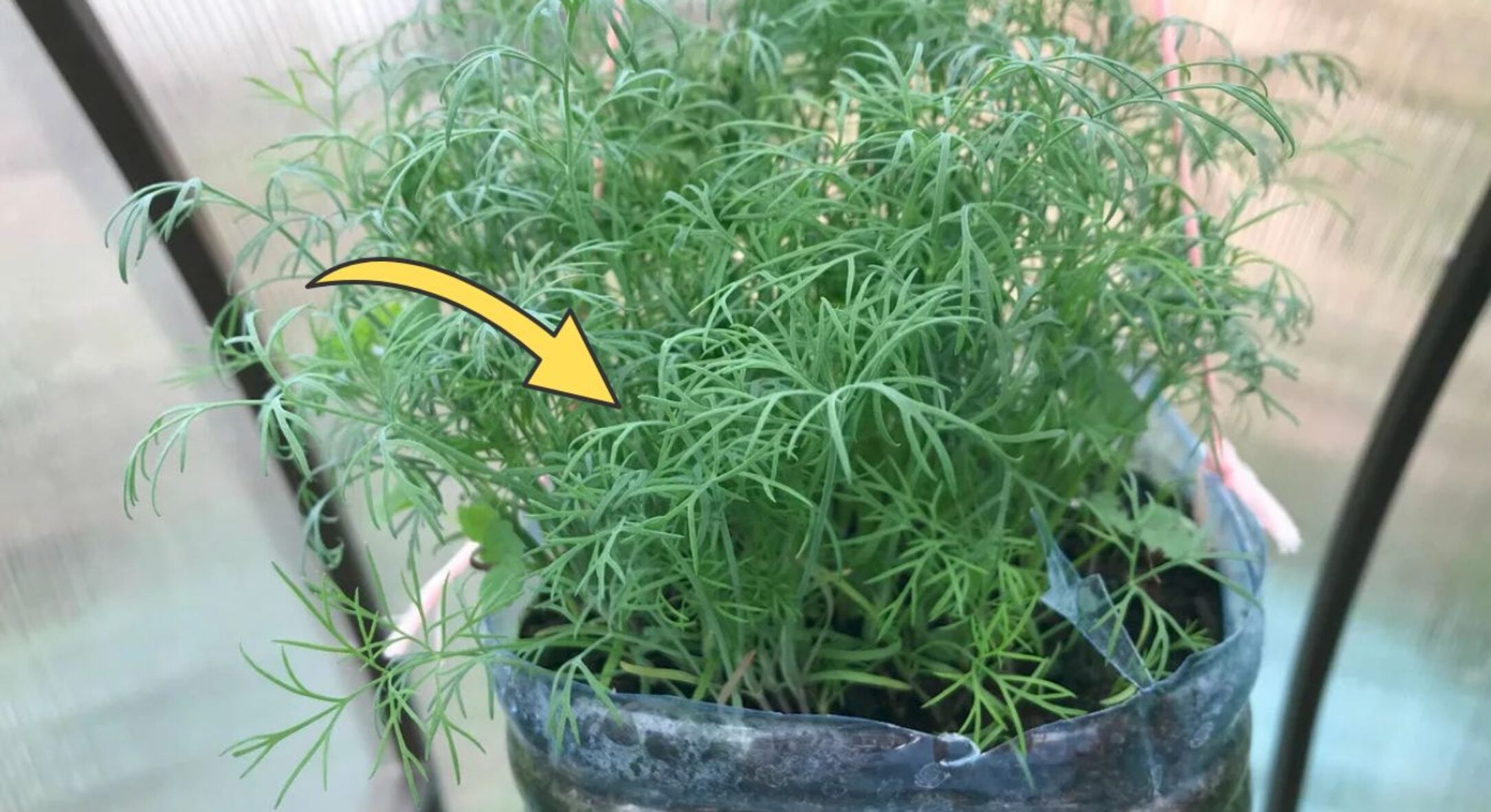 Посипала насіння кропу 1 ст. ложкою – і воно зійшло на підвіконні за 3 дні: густий килим соковитої зелені 