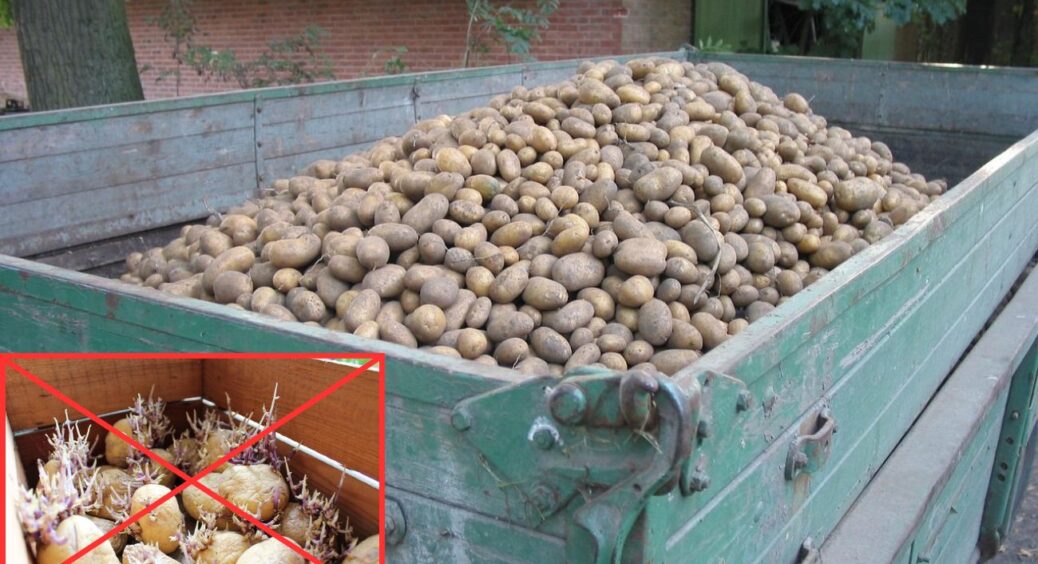 Поклала у погріб з картоплею 2 яблука – і вона перестала проростати: тверда до весни, не в’яне і не гниє 