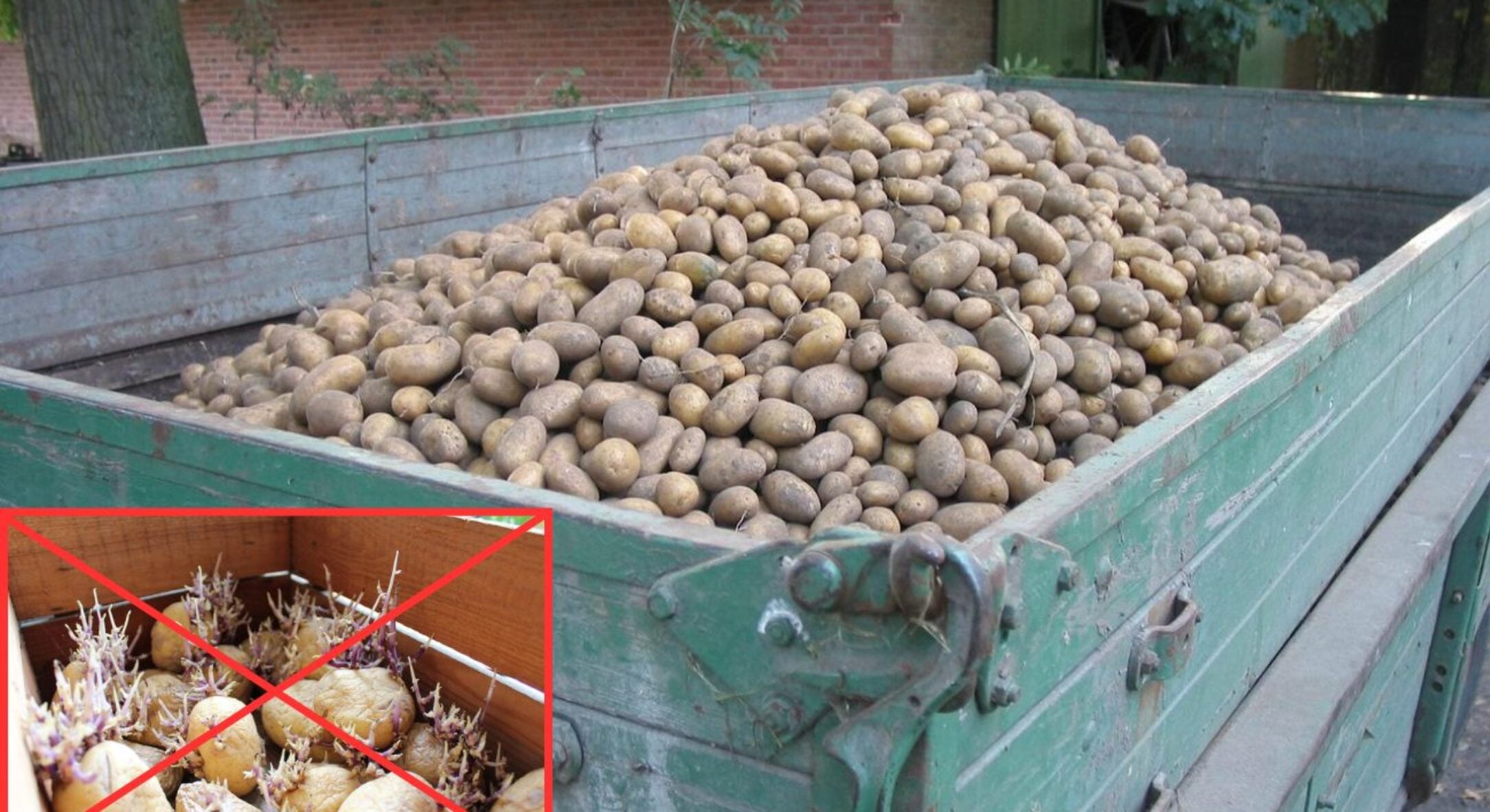 Поклала у погріб з картоплею 2 яблука – і вона перестала проростати: тверда до весни, не в’яне і не гниє 