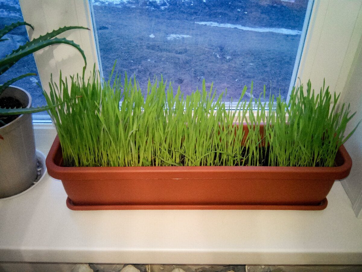 Експерти порадили, чим поливати зелень на підвіконні взимку для кращого росту та соковитості