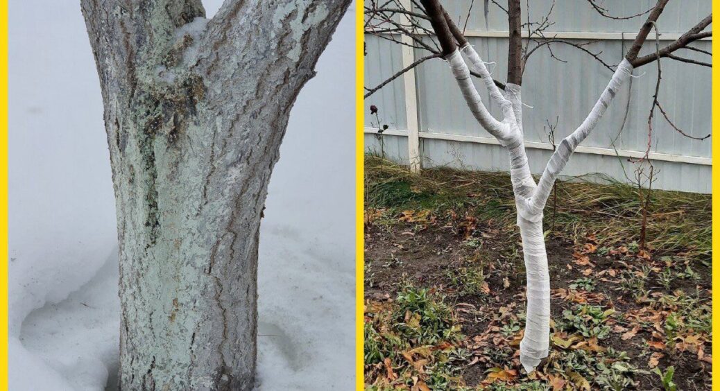 Перед зимою змішую ці 2 компоненти – і натираю кору дерев: стовбур не тріскає навіть у -20 градусів 
