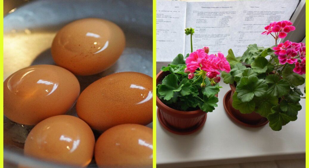 Виливаю воду після варіння яєць не у раковину, а у вазони з квітами: герань і фіалки почали рости як скажені 